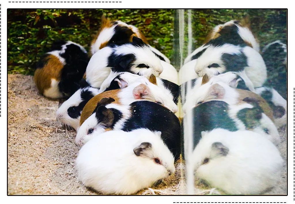 IM电竞-2019静安区幼儿园入园政策