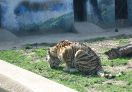 IM电竞平台|篮球教学:基础传接球训练,是你成为传球大师须要的门路(图2) IM电竞官网