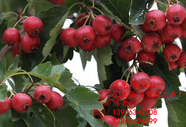 手术无影灯合理的安装方法“IM电竞”(图1) IM电竞