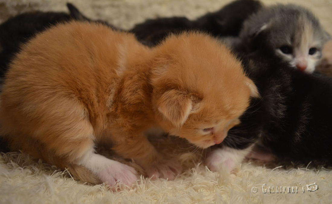 2015上海静安区幼儿园入园-IM电竞