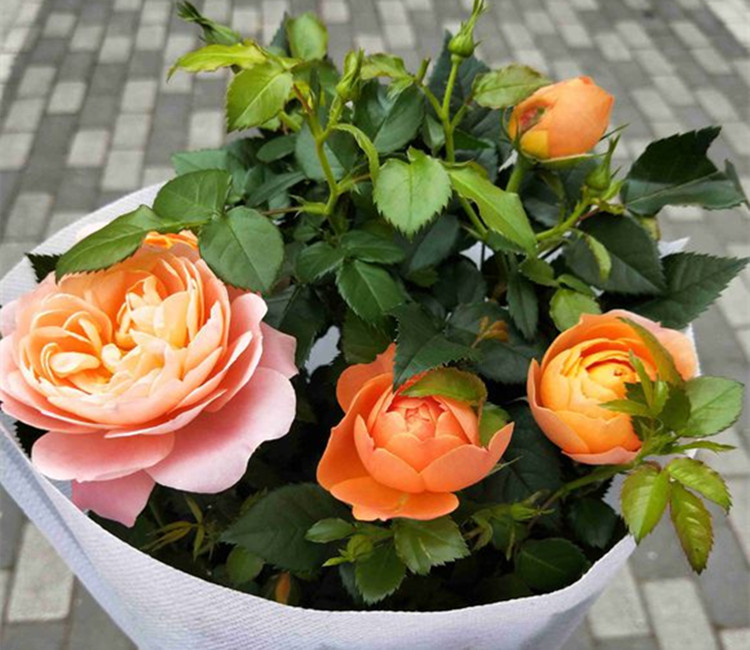 “IM电竞平台”内痔有哪些治疗方法(图3) IM电竞平台