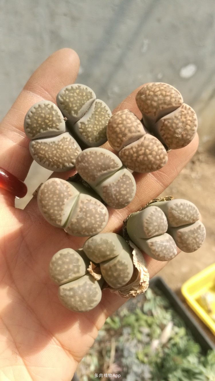 IM电竞平台-
詹姆斯晒出新战靴 “灭霸”配色亮眼 设计师被质疑“江郎才尽”(图2) IM电竞平台