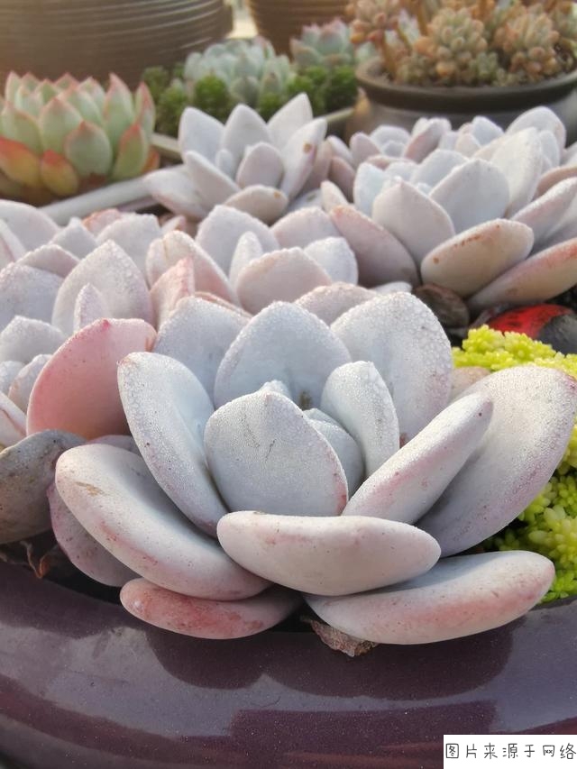 IM电竞官网|重庆银屑病治疗哪家医院好(图2) IM电竞平台