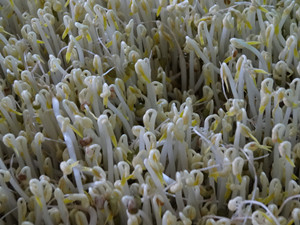 【IM电竞平台】脑损伤老年患者急性期入院死亡原因