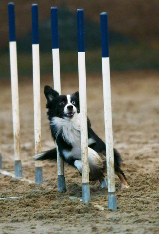 IM电竞官网|成师附小举行“腾飞辉煌七十年阔步环保新时代”开学典礼