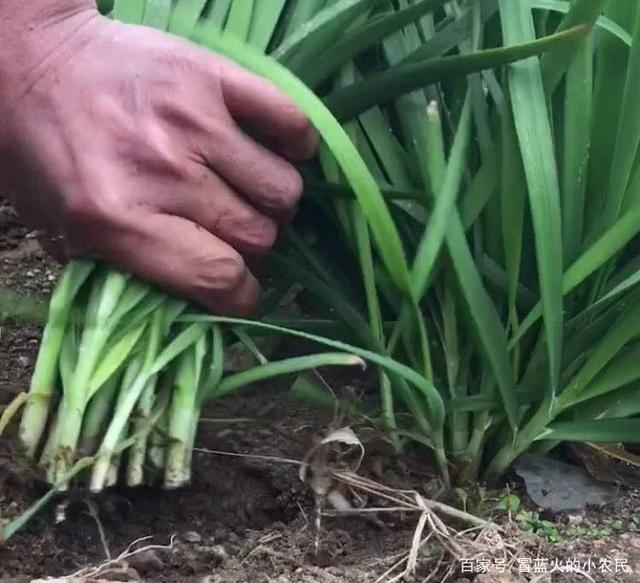 大邑县董场镇龙凤小学召开线上教学工作推进会_IM电竞