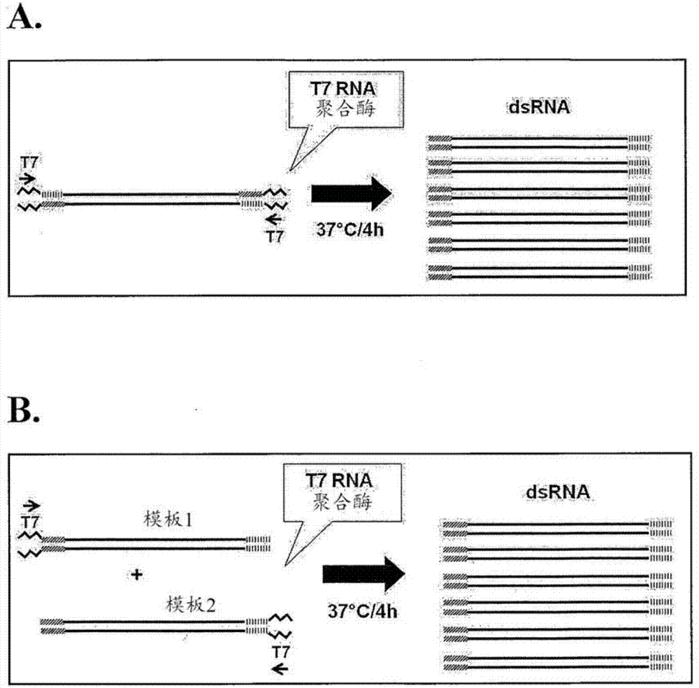 “IM电竞平台”2017金牛区新增幼儿园