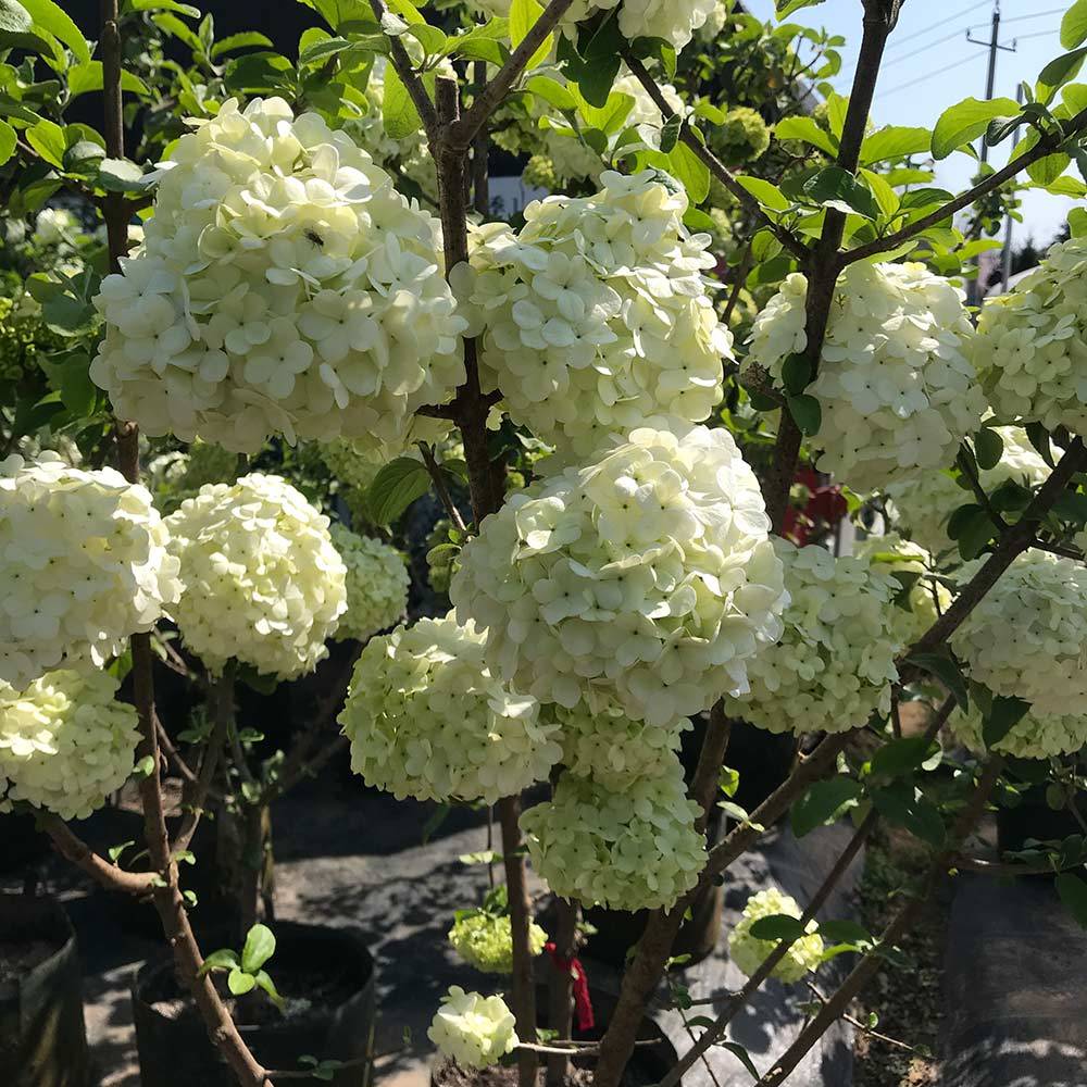 
中华木绣球 斗球图片 斗球价钱 斗球沭阳县新槐苗圃直销“IM电竞官网”(图3)