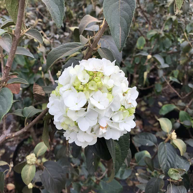 
中华木绣球 斗球图片 斗球价钱 斗球沭阳县新槐苗圃直销“IM电竞官网”(图2)