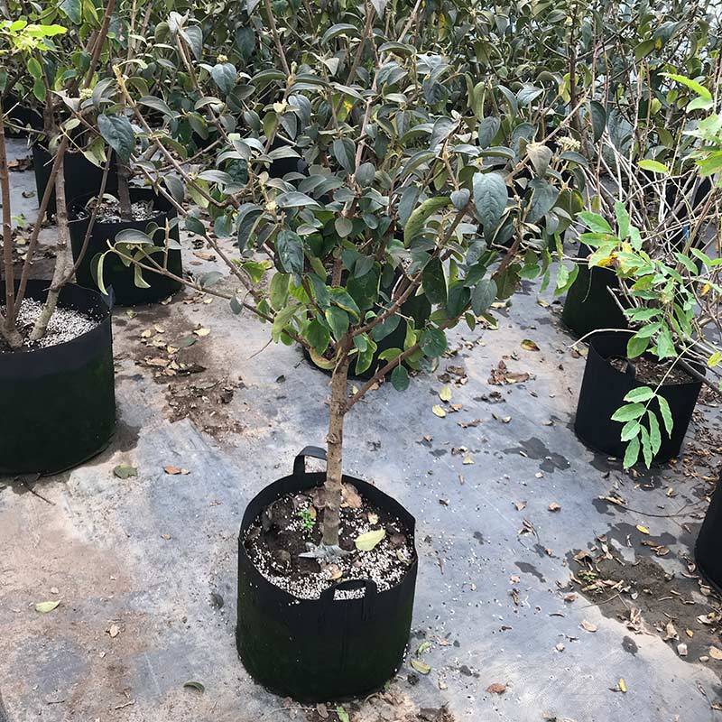 
中华木绣球 斗球图片 斗球价钱 斗球沭阳县新槐苗圃直销“IM电竞官网”(图5)