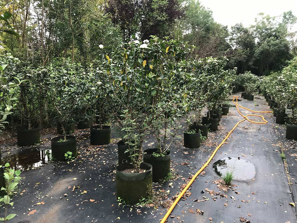 
中华木绣球 斗球图片 斗球价钱 斗球沭阳县新槐苗圃直销“IM电竞官网”(图8)