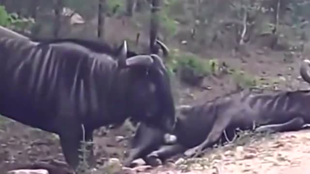 安信医学EP电力展资讯“IM电竞”