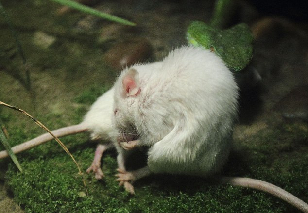 原创 中国足球再现少见1幕:超级杯裁判3镜头令人哭笑不得!|IM电竞(图4) IM电竞官网