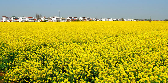 韩国主帅无颜面对媒体 洪明甫:失利不影响夺冠‘IM电竞’